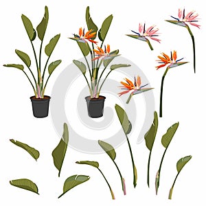 Strelitzia orange tropical flower bouquets set isolated on white. Green leaves, orange and pink blossom design set.