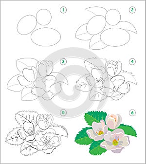 Page shows how to learn to draw step by step beautiful jasmine flowers. Developing children skills for drawing and coloring.