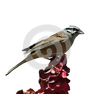 Realistic vector illustration of rock bunting bird sitting on red flower isolated in white background photo