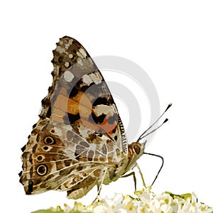 The realistic vector illustration of Painted lady butterfly isolated in white , Vanessa cardui