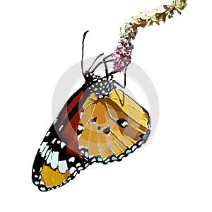 The realistic vector illustration of plain tiger or African queen butterfly isolated in white , Danaus chrysippus