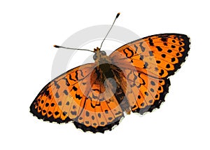 Brenthis hecate , The high quality vector illustration of Twin-spot fritillary butterfly isolated in white photo