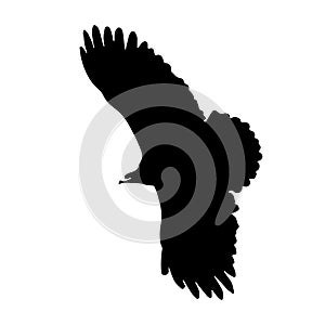 Vector illustration silhouette of flying eagle , black and white