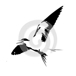 Vector illustration silhouette of flying tern , black and white