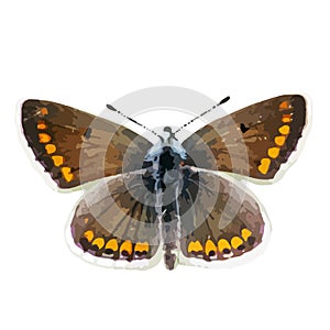 The vector illustration of Brown argus butterfly isolated in white