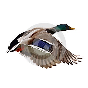 The vector illustration of flying mallard duck in white background photo