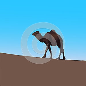 The vector illustration of dromedary camel in desert