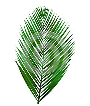 Palm leaf on white background