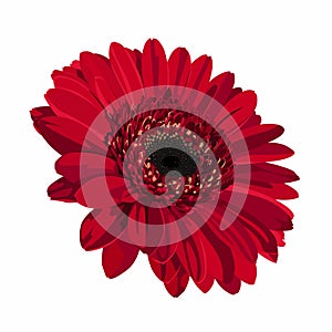 Red Gerbera Flower Background. Colorful gerbera flower head. Red flower on white background.