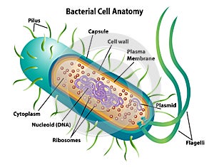 Bacterial Cell Anatomy showing morphology and cell structures photo
