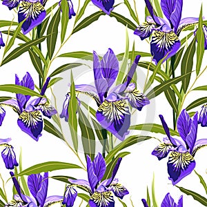 Seamless botanical watercolor style pattern with iris flowers, leaves and green herbs.