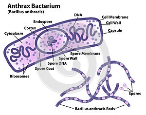 Anthrax Bacteria Morphology and Cell photo