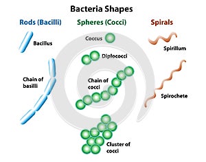 Bacteria Shapes of Rods Spheres and Spirals photo