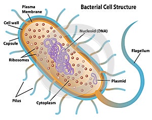 Bacteria Cell Structures with labels photo