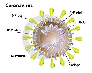 Coronavirus Structures, Anatomy, and Morphology