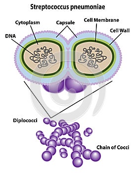 Streptococcus Cell Structures, Anatomy, and Morphology