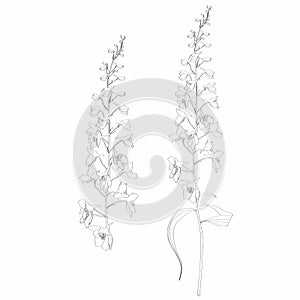 Hand drawn outline delphinium flower line and colored on white background.