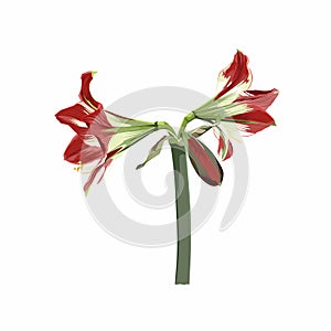 Handpainted Amaryllis Hipperastrum flower. Illustration isolated on white background.