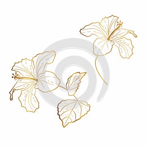 Golden Hawaiian Hibiscus Flower Chenese Rose. Flora and Isolated Botany Plant with Petals.