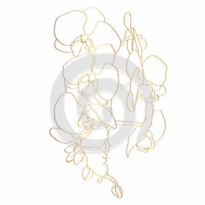 Golden Line Orchid Flower branch. Flora and Isolated Botany Plant with Petals.