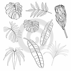 Line leaves and flowers set illustration. Beautiful natural outline icon or clip art. Exotic tropical jungle plant symbol.