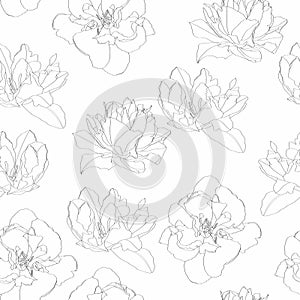 Seamless pattern with line tulips flowers silhouette on white background.