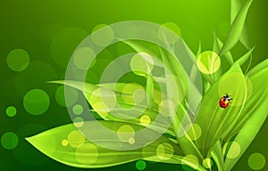 Morning fresh grass and ladybug