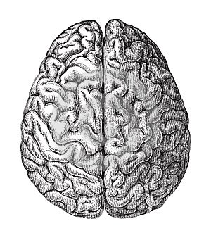 Human brain - vintage vector illustration