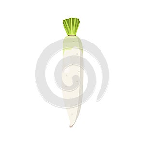 Flat vector of Daikon Radish isolated on white