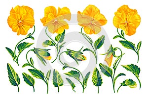 Set of yellow Pansies. Ready-to-use realistic vector flowers, easy to addit and customize for your design. photo