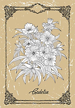 Vector black and white drawing of godetia flower on texture background photo