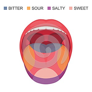 basic taste areas on human tongue, sour, sweet, bitter and salty.