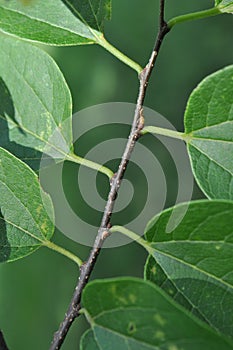 Basic Tree Identification: Alternate Leaf Arrangement