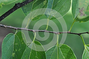 Basic Tree Identification: Alternate Leaf Arrangement photo