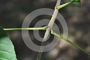 Basic Tree Identification: Opposite Leaf Arrangement photo