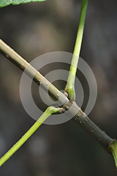 Basic Tree Identification: Opposite Leaf Arrangement photo