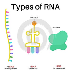 Basic types of RNA.