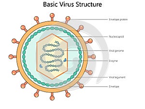 Basic Virus Structure structure diagram medical