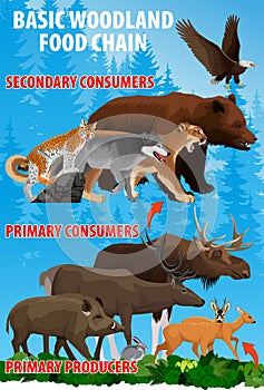 Basic woodland food trophic chain. Forest ecosystem energy flow. Vector illustration.