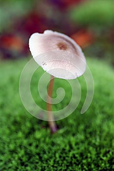 A basidiomycete fungus grows among the moss