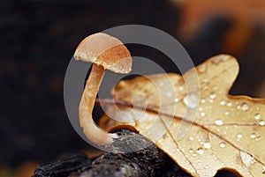 A basidiomycete fungus grows on a piece of dead wood