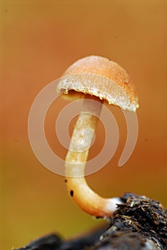 A basidiomycete fungus grows on a piece of dead wood