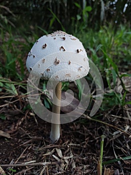 basidiomycete macrolepiota procera fungi fungus photo