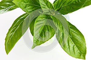 Basil photo