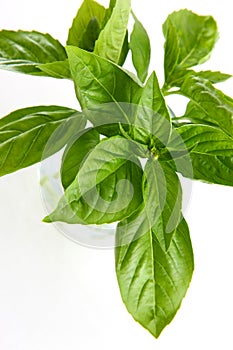 Basil photo