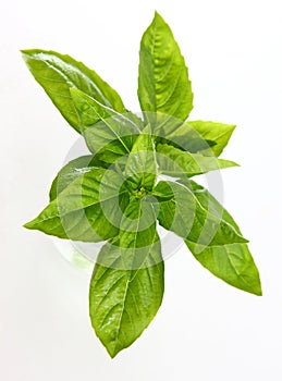 Basil photo