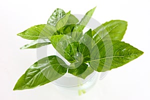 Basil photo