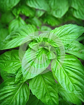 Basil