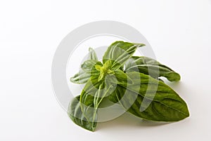 Basil