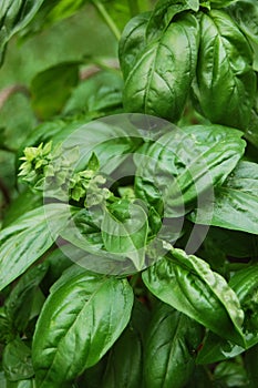 Basil